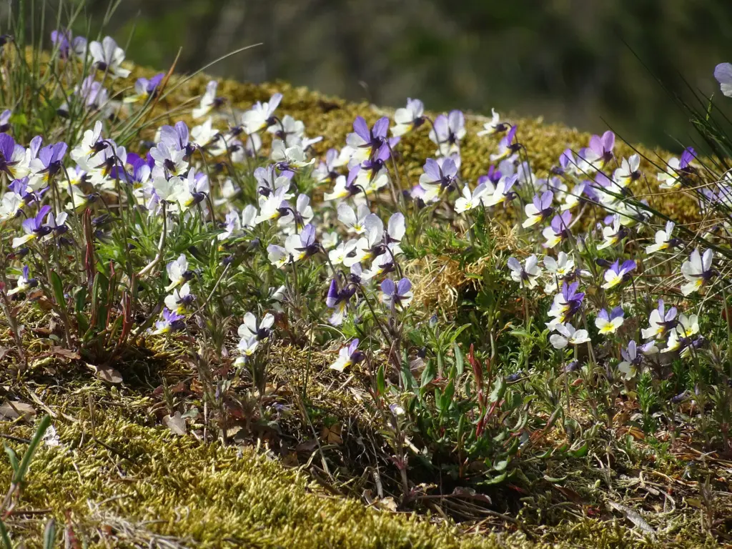 Drevvikens naturreservat, norra delen