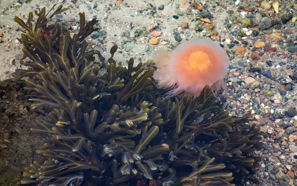 Young bladder wrack (Fucus vesiculosus) on a boulder and a lion's mane jellyfish (Cyanea capillata) at the beach in Govik, Lysekil Municipality, Sweden.