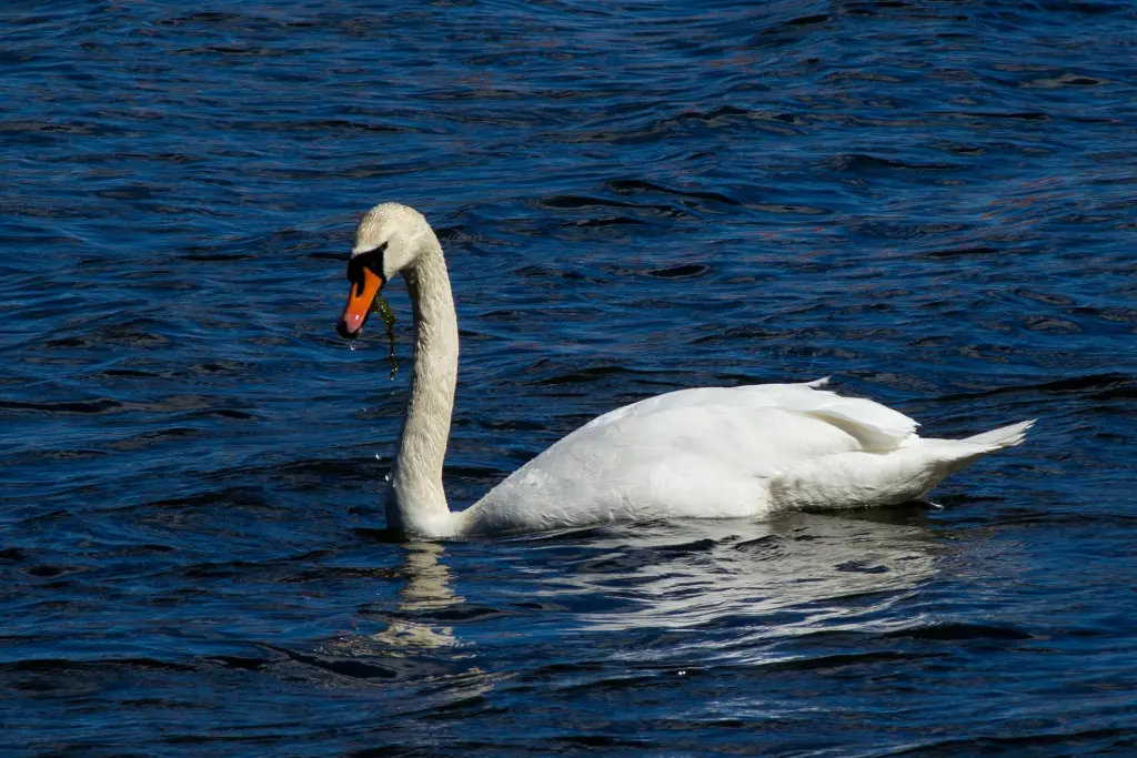 Mute swan (Cygnus olor) in lake Hönsan, Hedemora, Sweden