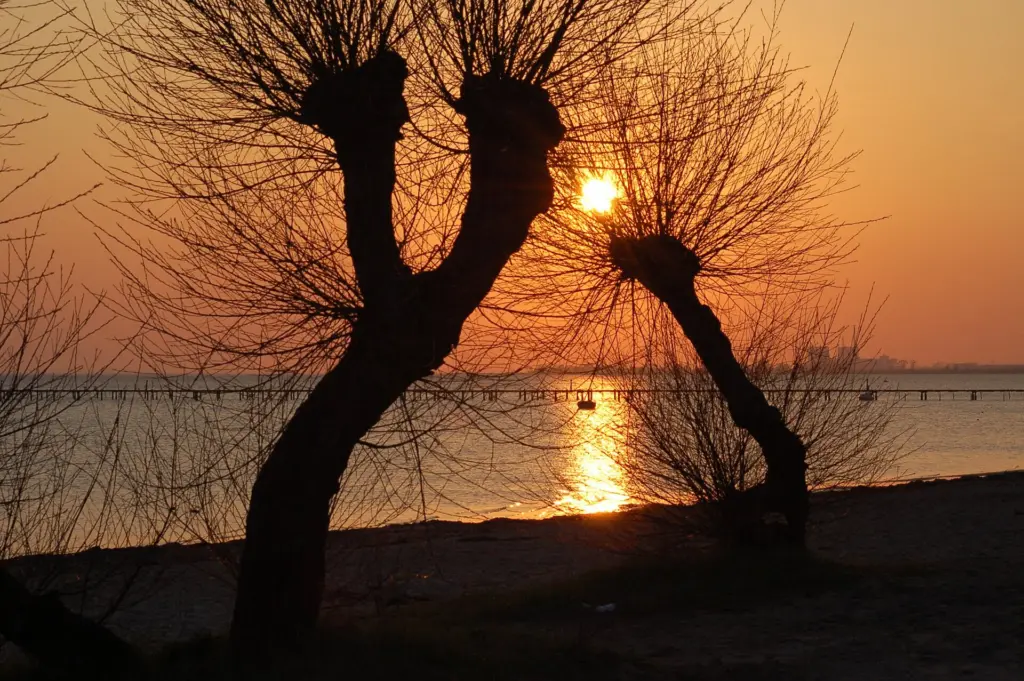 Trees & beach.