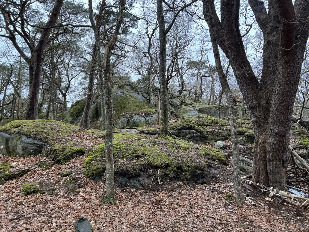 Naturreservat Särö Västerskogs in der Gemeinde Kungsbacka, Provinz Hallands län, Schweden. Das Naturreservat wurde 1974 gegründet und ist derzeit Teil des ökolo
