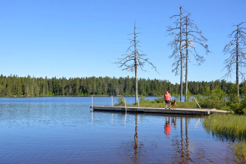 Dog walker on pier, Södra Ånnabosjön