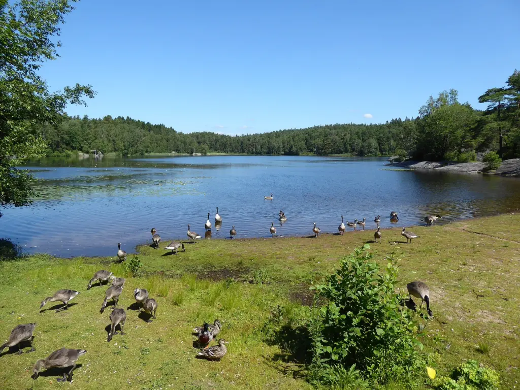 The somewhat overgrown beach in the southern part of Stora Mölnesjön, Gothenburg municipality, Västergötland, Sweden on June 26, 2024.